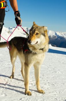 rescue dog on snow