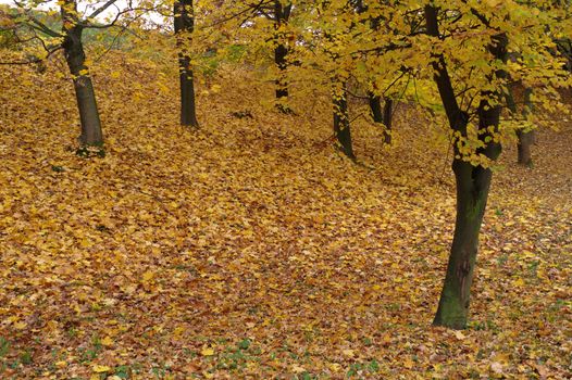 autumn in a park