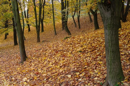 autumn in a forest