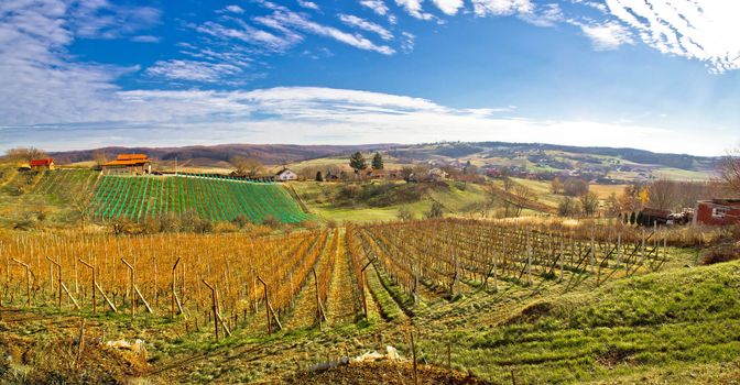 Bilogora region vineyard landscape panoramic view, Croatia