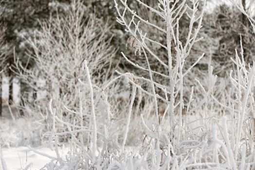 White trees and a bush covered with hoarfrost snow against the pine wood