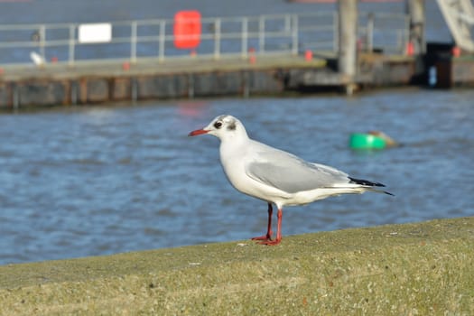 Single gull standing on wall