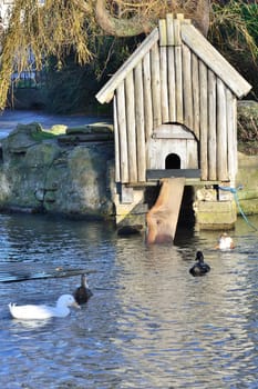 Wooden duck House by pond