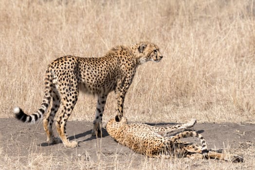 Two adult cheetahs  resting after succesfull hunting, Masai Mara National Reserve, Kenya, East Africa