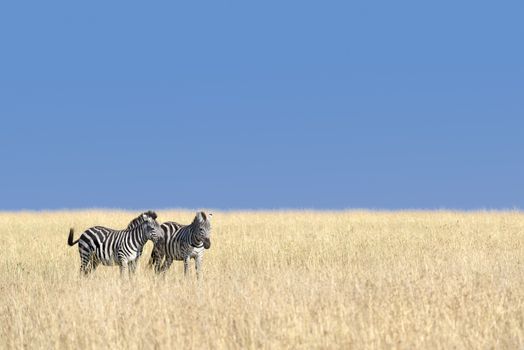 Small herd of Grants zebras  graze on Masai Mara grassland, Kenya