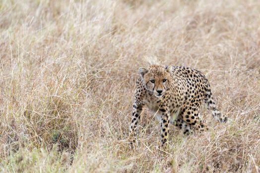 Adult cheetah hunting, Masai Mara National Reserve, Kenya, East Africa