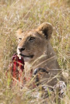 Juvenile african lion over wildebeest kill, Masai Mara National Reserve, Kenya, Africa