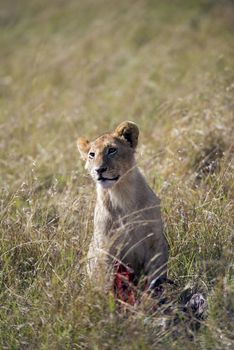 Juvenile african lion over wildebeest kill, Masai Mara National Reserve, Kenya, Africa