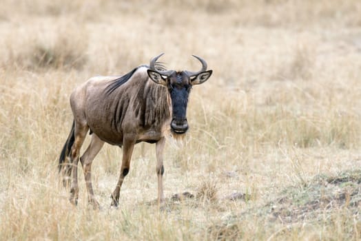 White bearded wildebeest (Connochaetes tuarinus mearnsi) , Maasai Mara National Reserve, Kenya