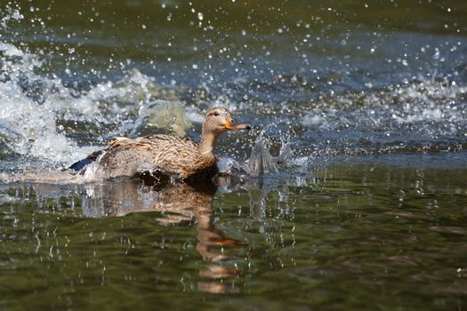 Wood Duck (Aix sponsa) landing in a lake