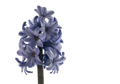 hyacint flower isolated on white background