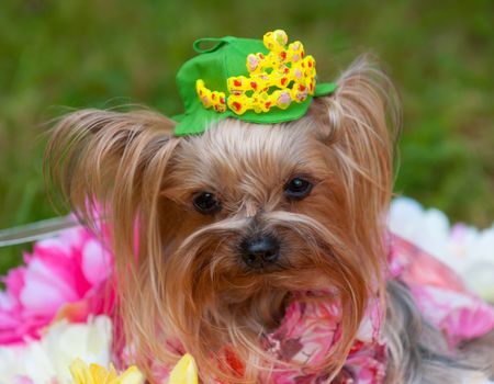 Yorkshire terrier outside on walk. Dog sitting in a field.