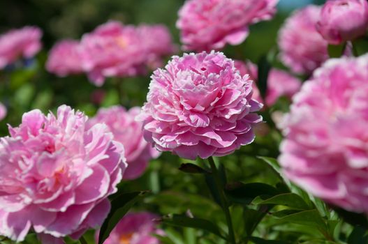 Close-up view of gently pink peony flower in sunny spring day.