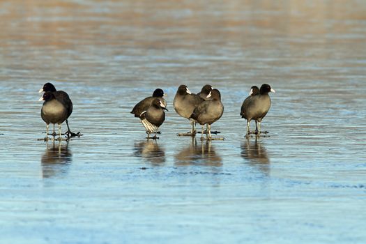 flock black coots on frozen surface, concept with some annoyed birds turning their heads