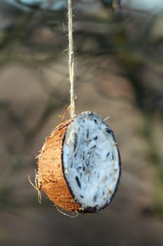 coconut feeder full of lard hung in the tree for wild birds  in winter