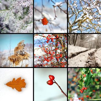 collage with winter images from nature