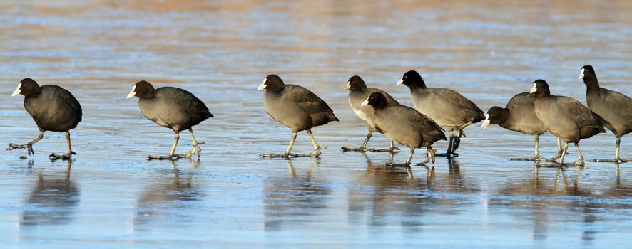flock of common coots ( fulica atra ) following their  leader bird on frozen surface of the lake