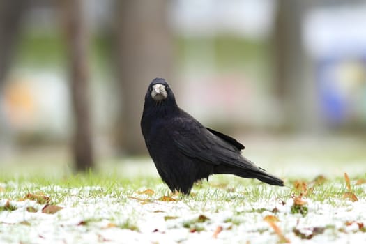 corvus frugilegus, black european crow in the park on a winter day