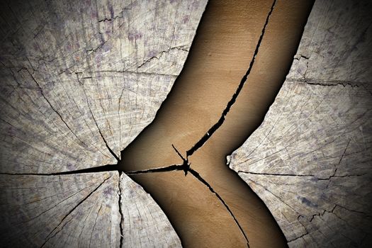 cracked tree stump abstract texture