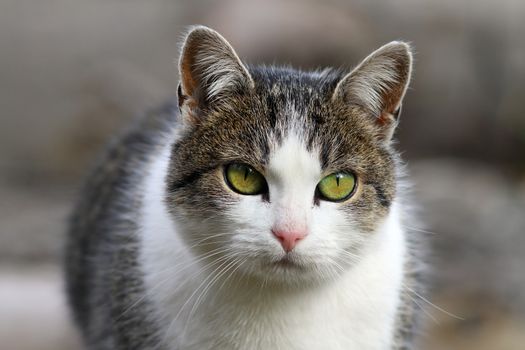 curious domestic cat head closeup with short depth of field