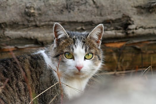 domestic mottled cat portrait curiously looking at the camera
