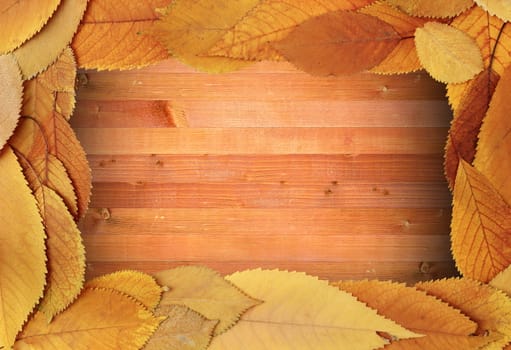 fall backdrop foliage frame with cherry leaves