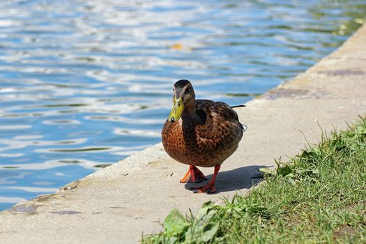 tame female mallard duck near the lake in the city park