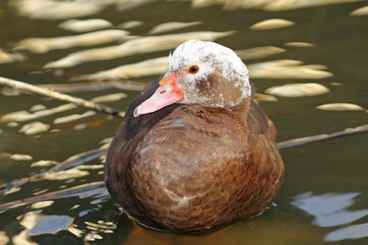 feral muscovy duck ( cairina moschata ) on water 