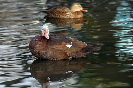 Feral muscovy duck ( Cairina moschata ) on water. Bird native from Mexico, sometimes escapes from farms and live in the wild. Here near mallard duck.