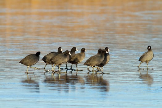 flock of coots ( fulica atra ) walking on frozen surface of the lake