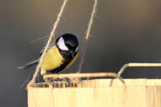 great tit ( parus major ) looking for food on a seed feeder in the garden