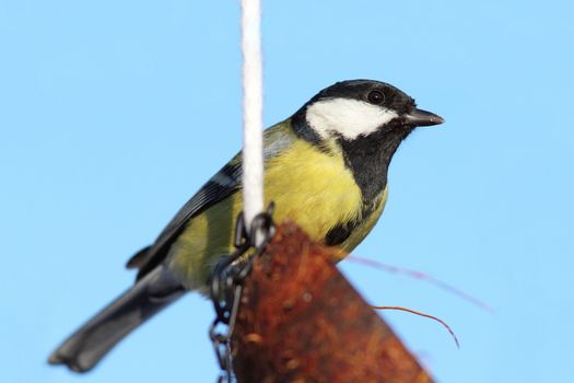 great tit ( parus major )  on coconut feeder