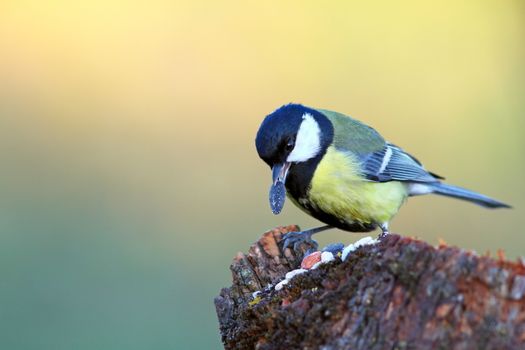 great tit ( parus major ) with sunflower seed in its beak