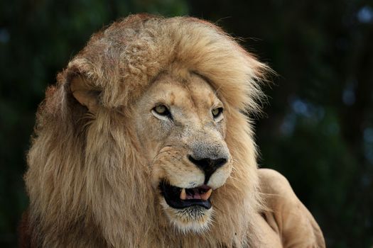 Huge male lion with big mane and teeth