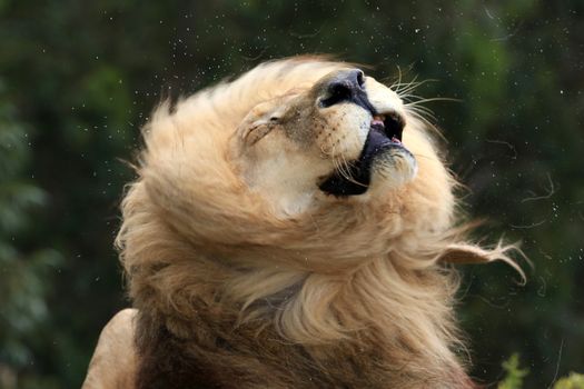 Huge male lion with big mane shaking his head and saliva spraying