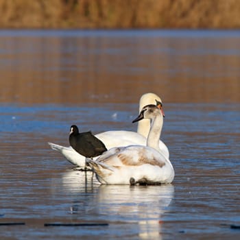 mute swans and coot trying to get warm in a winter day on the ice