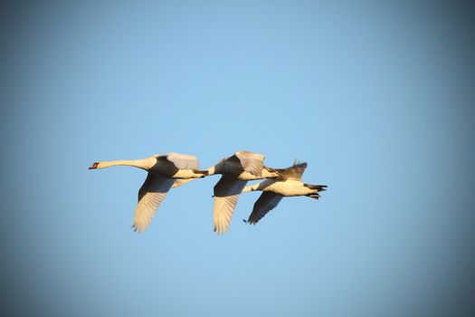 mute swans ( cygnus olor ) in flight over blue sky