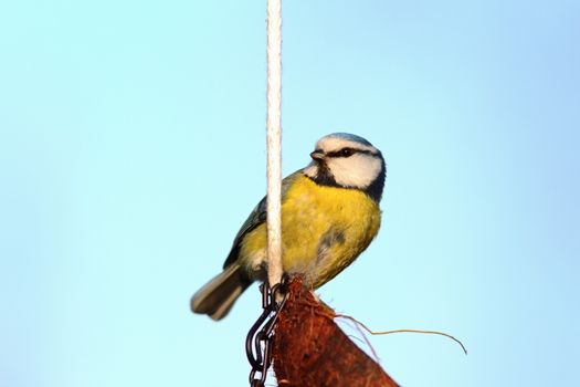 small blue tit ( parus caeruleus ) standing on a coconut feeder over the sky