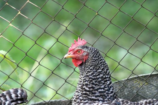 striped hen portrait standing  near farm fence