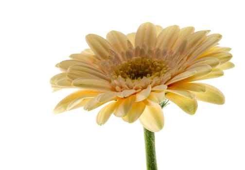 yellow gerbra flower isolated on white