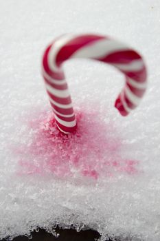 Sweet red and white candy cane lying in the snow.