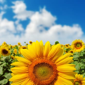 sunflower closeup on field under blue sky. soft focus