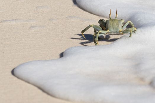 Horned Ghost Crab running along water edge in the snow white sea foam