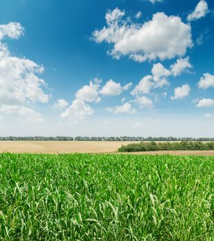 green agriculture field and blue cloudy sky