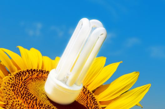 energy saving bulb in sunflower