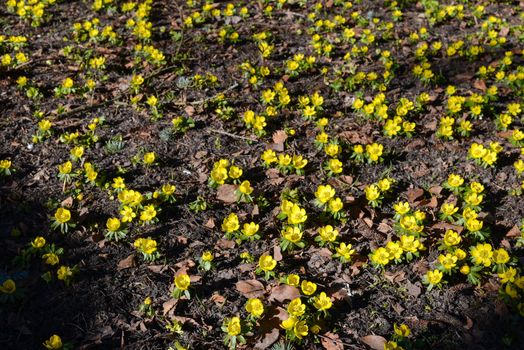 A field of winter aconite, Eranthis hyemalis flowering in March