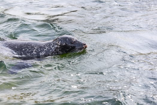 Harbor seal, Phoca vitulina, common seal swimming in water with head above the water level