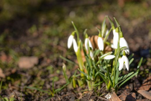 Flowering snowdrop in spring on the forest floor