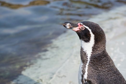 Humboldt penguin, Spheniscus humboldti, standing in front of water