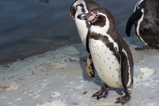 Humboldt penguin, Spheniscus humboldti, standing in front of water